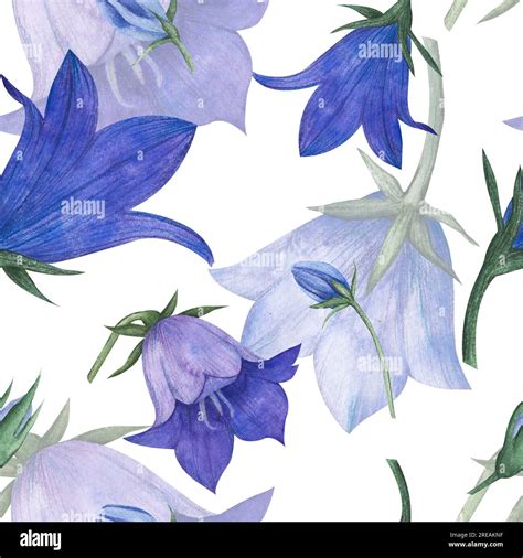 Seamless Pattern With Bluebell Spreading Bellflower Flowers Campanula