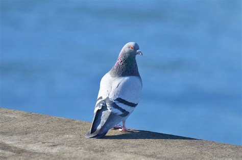 Rock Dove Columba Livia Glenlivet Wildlife