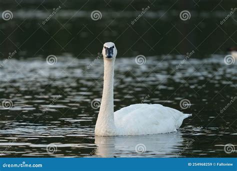 Trumpeter Swan Swimming On Lake Stock Image Image Of Resting Nature