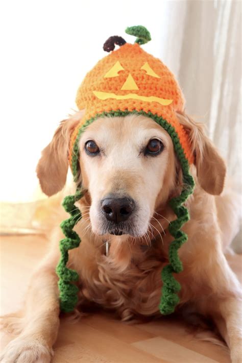 25 Halloween Costumes For Golden Retrievers And Labs Too Hey