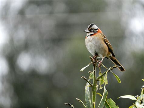 Foto Tico Tico Zonotrichia Capensis Por Deidimar Silva Wiki Aves