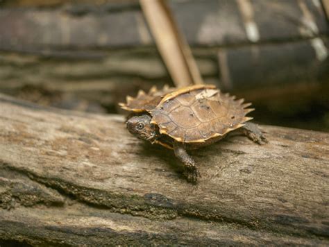 Kura Kura Duri Reptil Endemik Indonesia Yang Makin Langka Di Alam