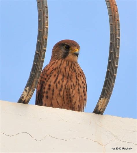 Dsc Common Kestrel Falco Tinnunculus Faucon Cr Ce Flickr