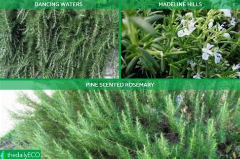 13 Different Types Of Rosemary Plants With Photos