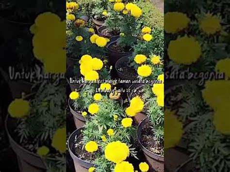 Taman Wisata Bunga Begonia Lembang Youtube