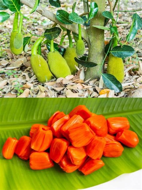 Creative Farmer Jackfruit Vietnam Super Early 1 Year Fruiting Variety