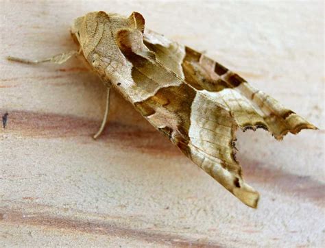 Angle Shades Moth Phlogophora Meticulosa Species Information Page