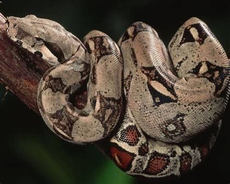 Sobek Market For Exotics Animals Care Supplies