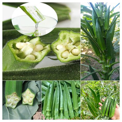 Kadar Kecambah 90 CODisi 20 BijiOkra Seeds Fresh Biji Benih Murah