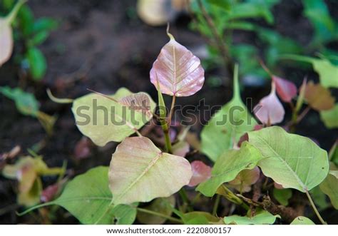 Close Fresh Green Bo Leaf Bodhi Stock Photo 2220800157 Shutterstock