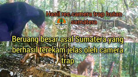 Satwa Penghuni Hutan Sumatera Yang Berhasil Terekam Oleh Kamera Trap Di