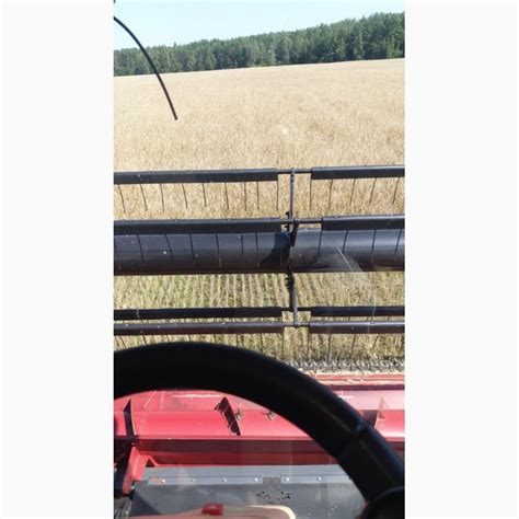 Семена озимой ржи выращенные по экологическим стандартам — APK-Belarus