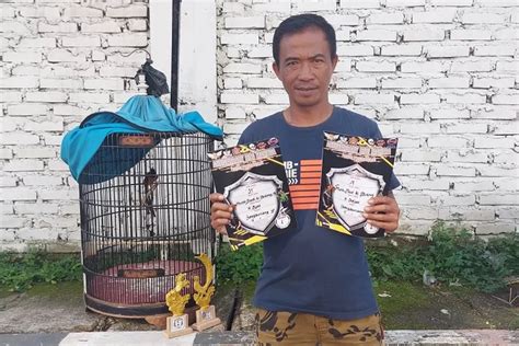 Jt Murai Batu Pastol Double Winner Juara Di Soft Launcing Zkmc