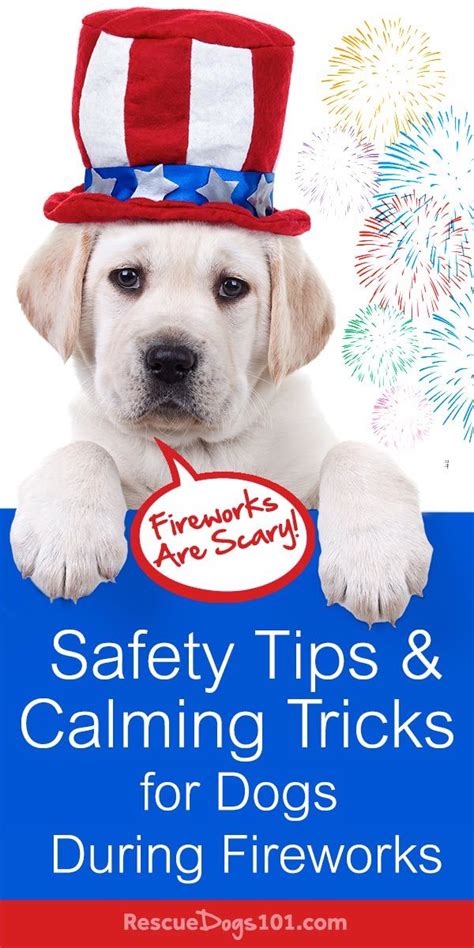 How To Help Dog Fireworks Anxiety 10 Tips