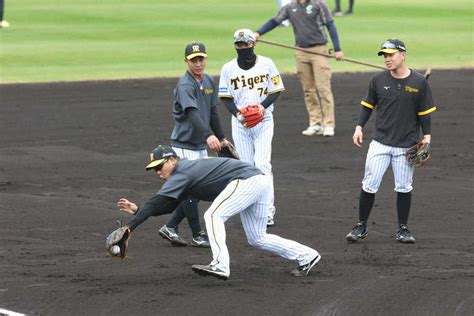 ＜阪神春季キャンプ＞早出特守で打球に飛びつく大山（左）（撮影・平嶋理子） ― スポニチ Sponichi Annex 野球