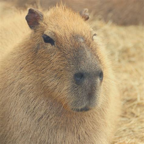 Albino Capybara