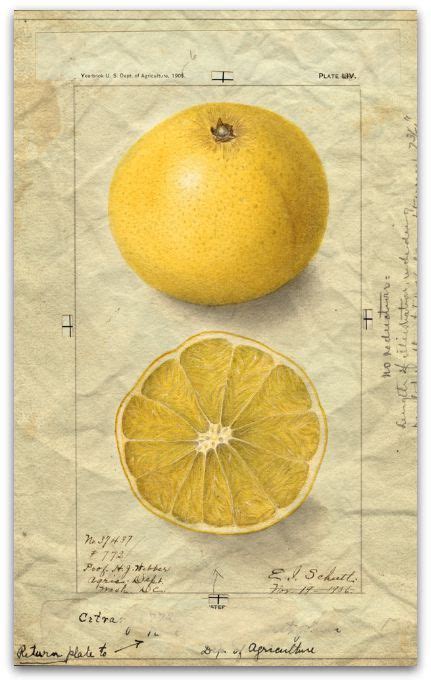 Two Lemons And One Orange Are Shown In This Antique Print From The Late