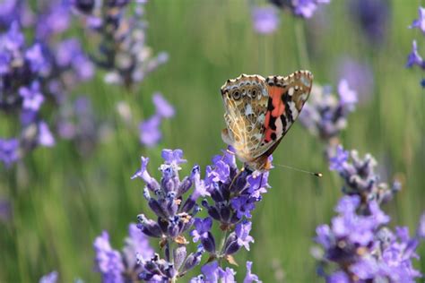 Mariposa Lavanda Foto Gratis En Pixabay Pixabay