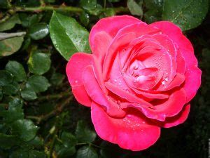 Fleur d amour rose - fleur de passion