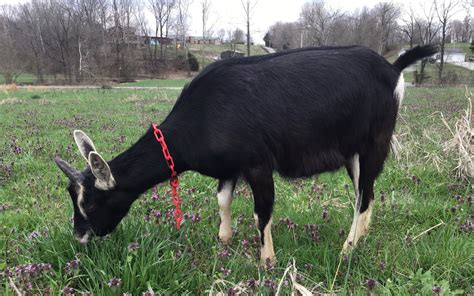 Alpine Dairy Goats - Summer Solstice Farms