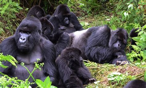 Gorilla Families In Rwanda Gorilla Trekking Safaris In Rwanda Rwanda