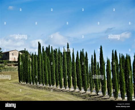 Cyprus Trees Hi Res Stock Photography And Images Alamy