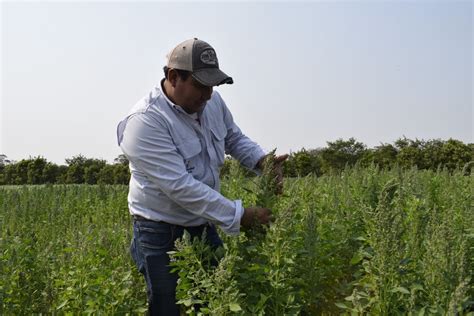 Lanzar N Dos Nuevas Variedades De Quinua Tropicalizada Para Extender Su