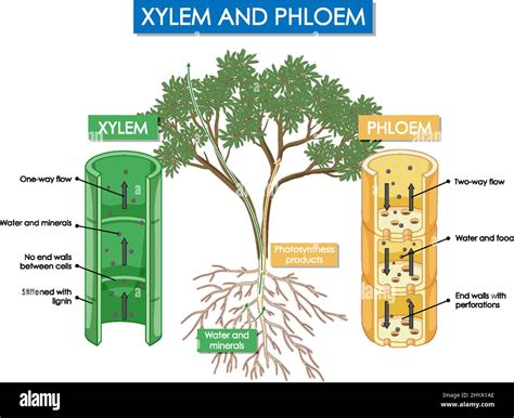 Diagram Showing Xylem And Phloem Plant Illustration Stock Vector Image