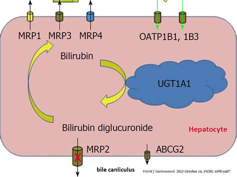 Dubin Johnson Syndrome The Medical Biochemistry Page