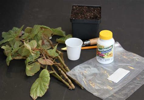 Propagating Plants by Cuttings