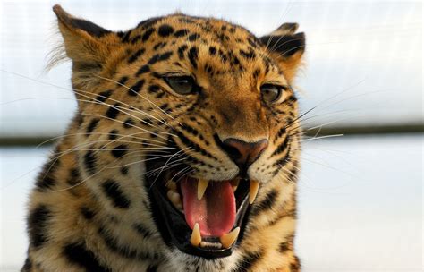 壁纸 虎 野生动物 大猫 晶须 豹 捕食者 动物群 脊椎动物 特写 猫像哺乳动物 鼻子 咧嘴笑 侵略