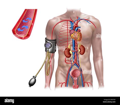 La Presión Sanguínea Y El Sistema Circulatorio Fotografía De Stock Alamy