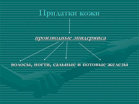 Придатки кожи - презентация онлайн