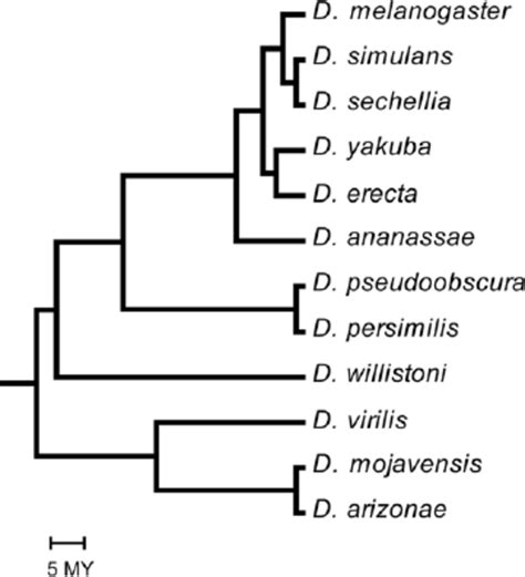 Phylogenetic Relationships Of The 12 Drosophila Species Examined Tree