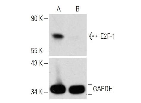 Control Crispr Cas Plasmid Scbt Santa Cruz Biotechnology