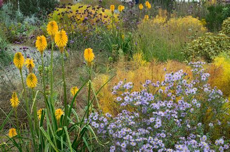 Dry Gardens In England 6 Of 21 Yellow Kniphofias At Rh Flickr