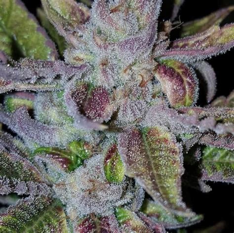 Runtz X Strawnana Von Purple City Genetics Cannabis Sorten Infos