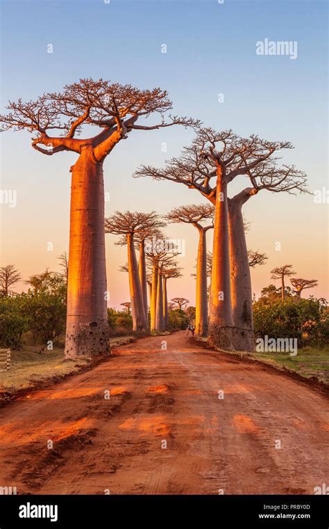 Beautiful Baobab Trees At Sunset At The Avenue Of The Baobabs In