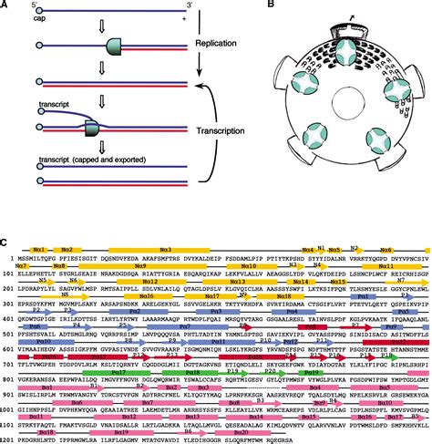 RNA Synthesis in a CageStructural Studies of Reovirus Polymerase λ3 Cell