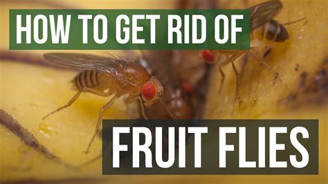 How To Get Rid Of Small Flies In The Garden Garden Likes