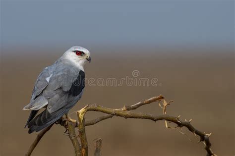 Black Winged Kite Or Elanus Caeruleus Observed Near Nalsarovar In