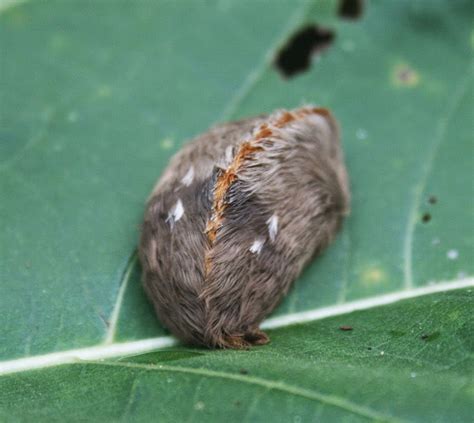 Floridas Stinging Puss Caterpillar The Survival Gardener