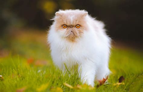 10 Fascinating Facts About Persian Cats That May Surprise You PangoVet