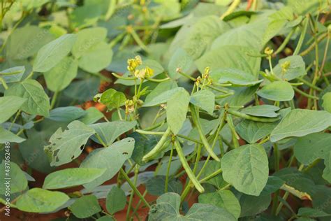 Mung Bean Green Pods Vigna Radiata And Mung Bean Leaves Mung Bean