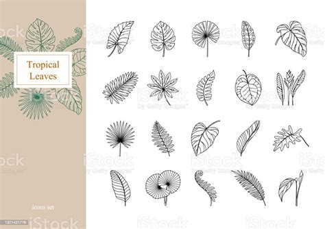 이국적인 열대 잎 세트 식물에 대한 스톡 벡터 아트 및 기타 이미지 식물 양치식물 극락조화 Istock