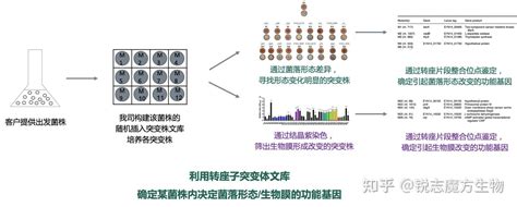 细菌转座子突变体文库构建 知乎