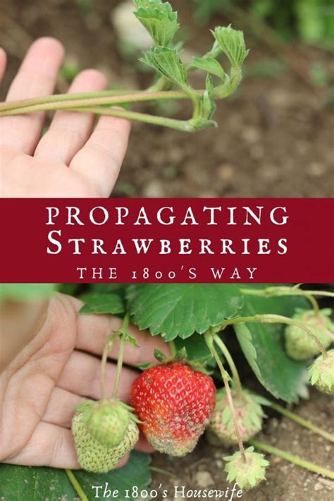 Propagating Strawberries The 1800s Way In 2024 Strawberry Plants