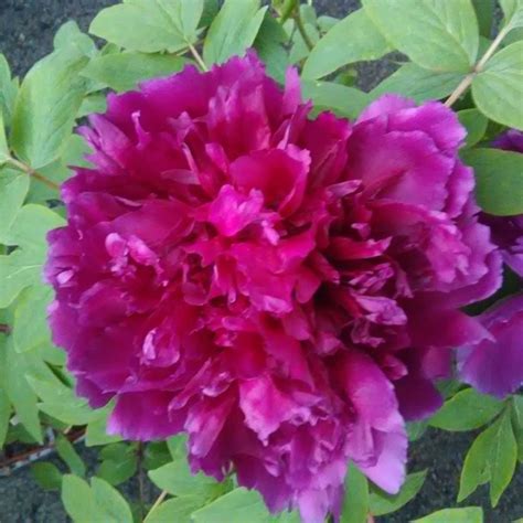 PIVOINE ARBUSTIVE 6 colori au choix