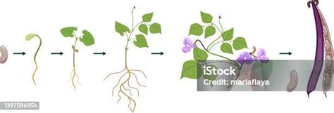 Siklus Hidup Tanaman Kacang Tahap Pertumbuhan Dari Penyemaian Hingga