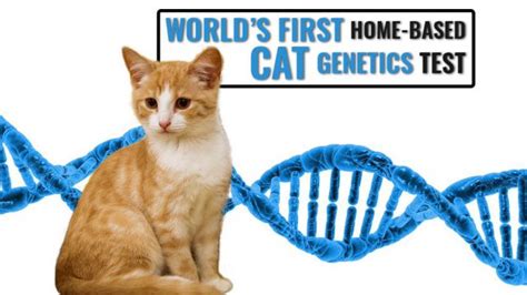 New Cat DNA Test Can Explain Your Felines Breed Ancestry Petmoo